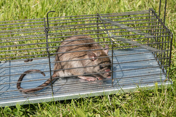 Brown rat in a mousetrap on green grass in the garden