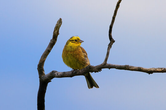 male yellowhammer on dead tree