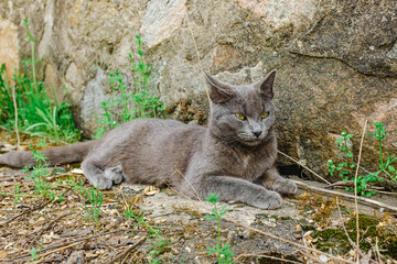 Obraz premium A gray cat lies on the asphalt in the yard.