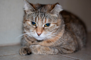 Little tricolor cat sleeping on the floor