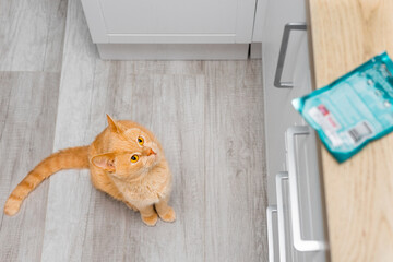 cat looks at a bag of food lying on the table.