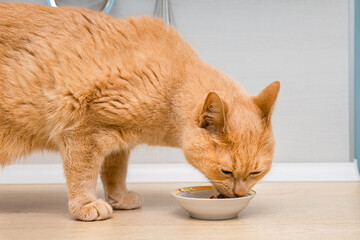 red cat eats food while sitting on the kitchen counter.