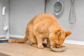 red cat eats food while sitting on the kitchen counter.
