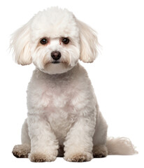 Obraz premium PNG Mammal animal poodle puppy