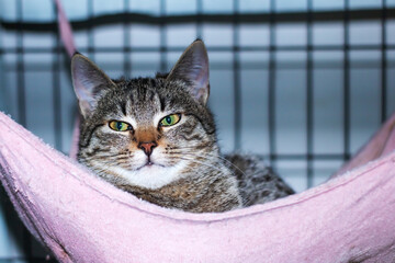 A Domestic shorthaired cat relaxing in a pink hammock, gazing at the camera