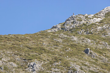 Chamois standing alone on top of mountain rock looking alert on a bright sunny day with blue clear...
