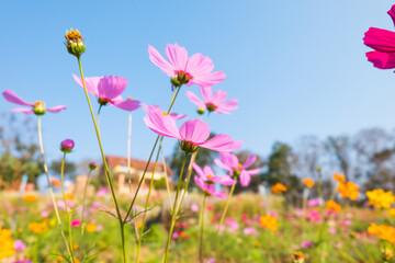 Pink cosmos flower field in garden.