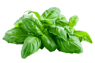 Fresh basil leaves in a lush green bunch isolated on transparent background