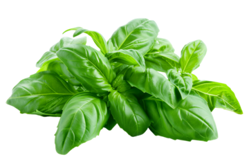 Fresh basil leaves in a lush green bunch isolated on transparent background