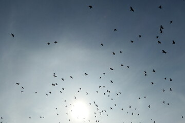 Flock of black ravens flying in front of the sun and blue sky