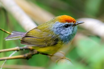Broad-billed Warbler: Melodious Songbird of Asian Woodlands - Insights into Habitat, Behavior, and Conservation Efforts