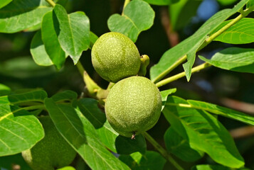 Walnut tree (Juglans regia) with fruit