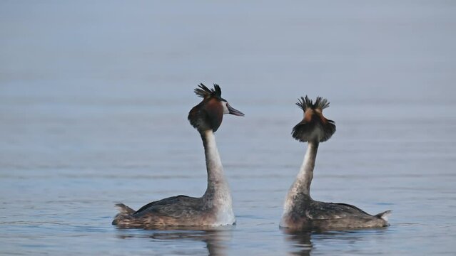 Great crested grebes (Podiceps cristatus) perform their mating ritual on a lake