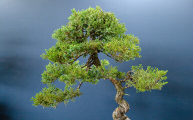 bonsai tree, upper branches of a tree on a gray background