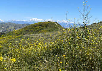 Green, meadow spring landscape with snow-capped mountains in the background
