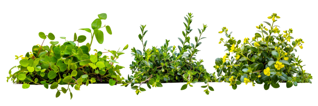 set of creeper plants with small yellow flowers, thriving along riverside areas, isolated on transparent background
