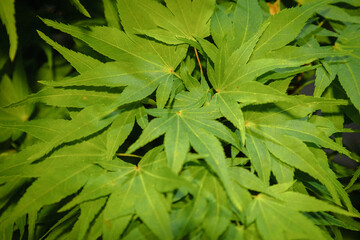 Acer palmatum, green leaves, background