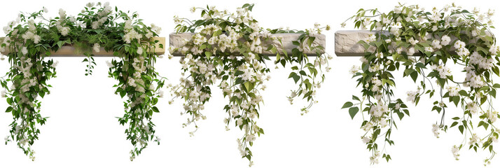 set of creeper varieties with delicate white flowers, cascading over old stone walls, isolated on transparent background