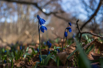 Spring flowers in Skåne Sweden