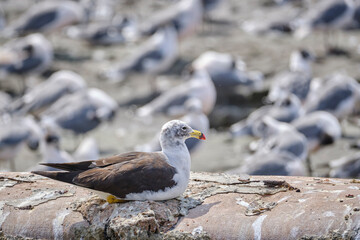 Belcher's Gull (Larus belcheri), beautiful Peruvian gull perched on the shores of the coast. Peru.