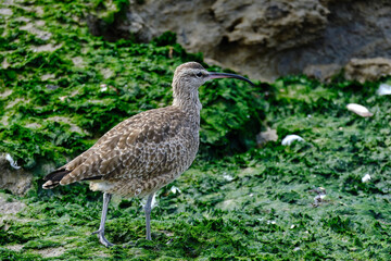 Whimbrel (Numenius phaeopus), beautiful portrait of this shorebird on the beach. Peru.