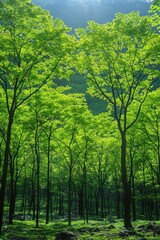 Fototapeta premium A dense forest filled with an abundance of vibrant green trees