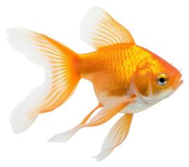 PNG Goldfish isolated on white background goldfish animal sea life