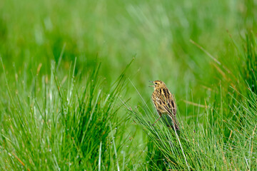 Correndera Pipit (Anthus correndera), perched on the grass trilling at dawn. Peru.
