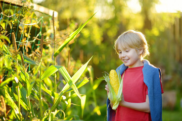 Cute preteen boy collects an ears of organic sweet corn in the garden at home farm. Local homemade products harvest.