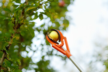 Picking up ripe apples from tree in the summer garden. Clever device for harvesting of fruit.