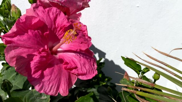 Pink Hibiscus flower (China rose,Chinese hibiscus,Hawaiian hibiscus) in tropical garden of Tenerife,Canary Islands,Spain.
