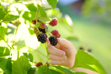 A child picking up blackberries in the garden on a sunny summer day. Kids hand is stretching and grabbing ripe berries.