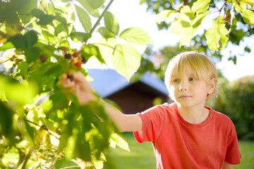 A child picking up blackberries in the garden on a sunny summer day. Kid is stretching and grabbing ripe berries.