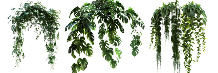 set of canopy creepers, with large leaves, draping from the tops of tall trees, isolated on transparent background