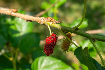 Mulberry, colorful, purple, red, green