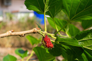 Mulberry, colorful, purple, red, green