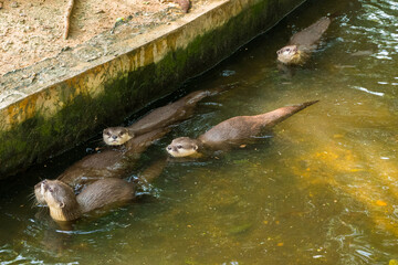Small Otter standing in the wild and otter posing in the water,tourism icons..