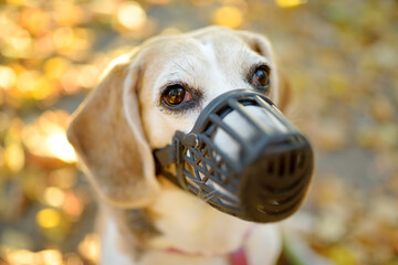 A dog breed beagle walking in harness and muzzle on leash with its owner in autumn park. Doggy...