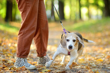Young woman walking with disobedient Beagle dog in the autumn park. A naughty pet pulls the owner aside by the leash. Obedience training for doggy.