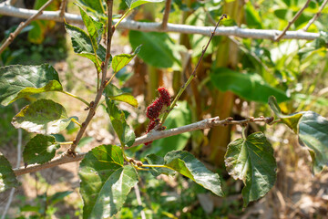 Mulberry, colorful, purple, red, green
