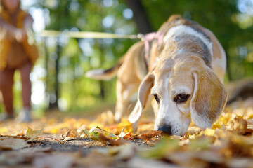 Young woman walking with disobedient Beagle dog in the autumn park. A naughty pet pulls the owner...