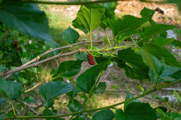 Mulberry, colorful, purple, red, green