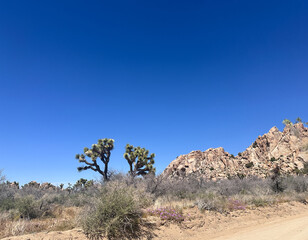 Landscape at Joshua Tree National Park