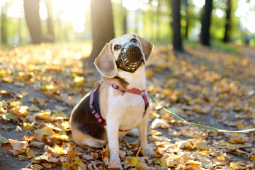 A dog breed beagle walking in harness and muzzle on leash with its owner in autumn park. Doggy playground. Dog walking. Pet sitter.