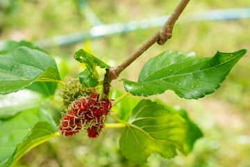 Mulberry, colorful, purple, red, green