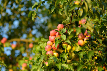 Lots of ripe red apples on the tree in orchard. Harvesting of apples in the domestic garden in...