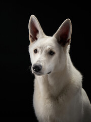 A white Swiss Shepherd dog gazes into the distance with poise, studio lighting highlights its...