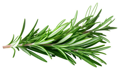 PNG Herbs rosemary herbal plant