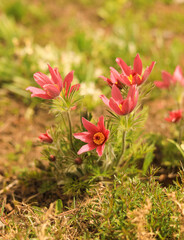 Obraz premium Pink flowers on a green background close-up