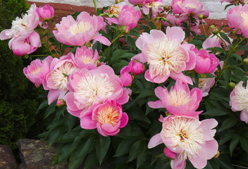 Fancy Pink Peony Flowers